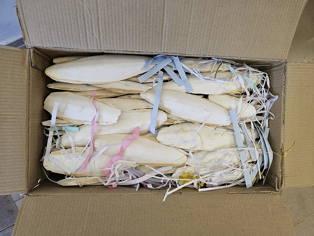 Sépiová kost pravá velká 12kg