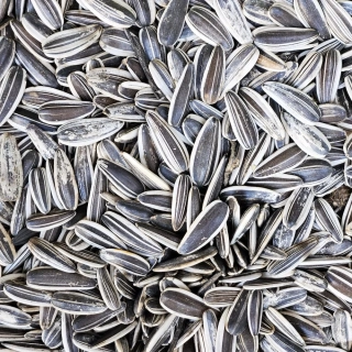 Slunečnice žíhaná velkozrnná 3 kg